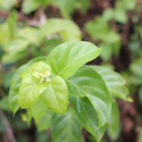 Glossocarya scandens (L.f.) Trimen